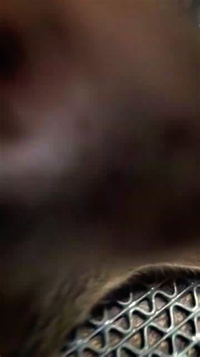 cat is unconcise sleeping || freshvillagelocal || #ytfeed