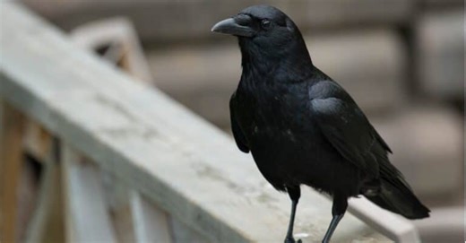 Crow vs. Raven: How to Tell the Difference
