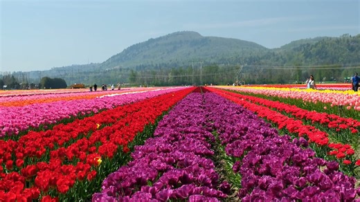 Botanical Wonders: Washington's Seasonal Reawakening