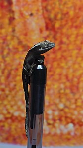 An Axanthic Pinstripe that hatched here over the weekend 🖤🤍🖤 Happy Monday Gecko Family. Make it an amazing week! #altitudeexotics #correlophusciliatus #crestedgecko #crestedgeckosofinstagram #eyelashgecko #axanthic | Altitude Exotics