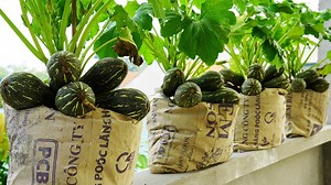 The secret to growing zucchini in a sack | Great DIY Idea