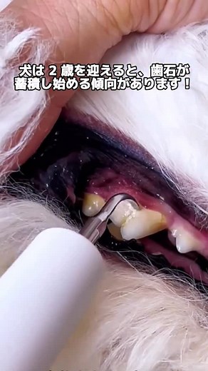 ディン ジェン on Instagram: "超音波歯石除去器で、簡単に歯石を除去！犬の歯の脱落を予防します、プロフェッショナルな歯石除去🦷🐾 #犬用バリカン #歯石 #老犬介護 #犬理 #犬あるある #ペットグルーミング #犬の安全 #犬の快適な暮らし #ペッ#犬の歯磨き ホームページのリンクからアクセス後、商品番号【375】でご購入ください❤"