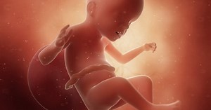 Your pregnancy: 23 weeks pregnant - Netmums