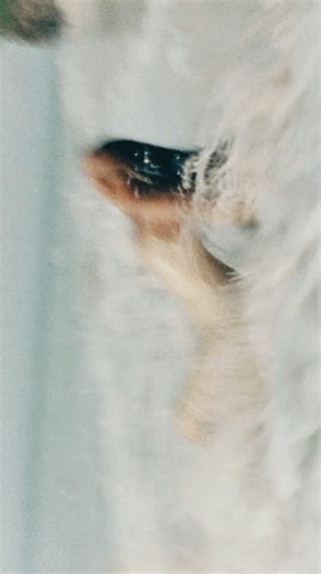 Super 8mm - Film & Digital | Photo - Video on Instagram: "A golden moment on Super 8. The elegance of movement, the grain of the film… an ode to brands crafting pieces that live, breathe, and tell a story. 📩 DM us to create your next visual story on Super 8 film. #super8film #themodernmuses #kodak #canon #super8 #"