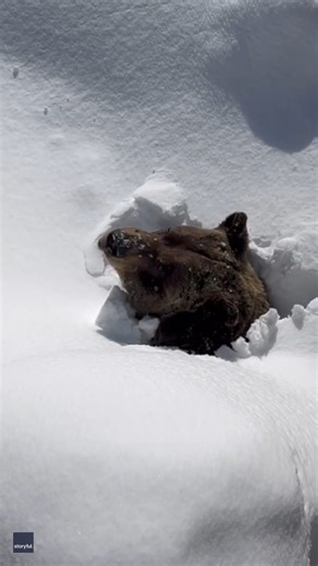Time to wake up! 🐻 Boo, a well-loved grizzly bear who lives at a ski resort in Golden, British Columbia, was filmed emerging from under piles of snow as he woke from hibernation on March 12. Credit: Kicking Horse Mountain Resort via Storyful | WeatherBug