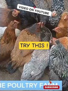 HOW TO START CHICKEN FARMING(THE LAZY WAY) #chickenfarming