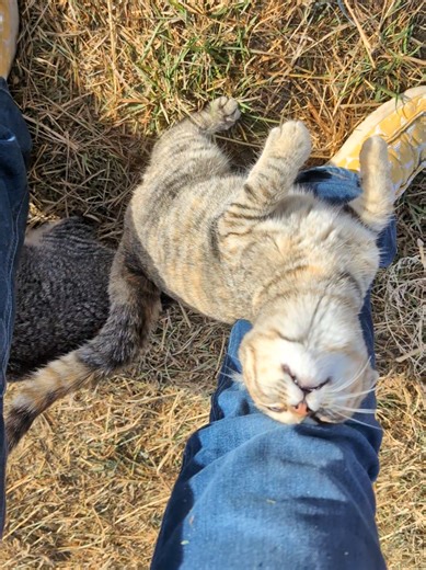 Life with Friendly Barn Kittens at Desert Valley Homestead