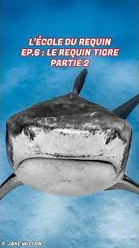 Le guide complet sur le Requin Tigre !