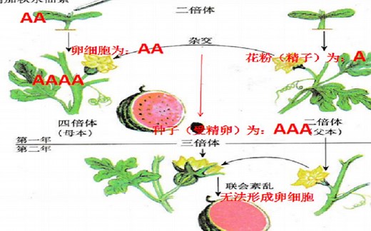 三倍体无籽西瓜、单倍体与多倍体