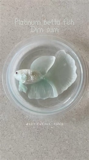 Platinum betta fish dim sum🐟🩵