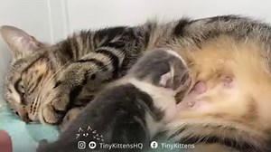 At just three days old, it's clear Salty has inherited his mama's extreme purring skills! You'll want to watch this one with your volume up! 🥰 Fall in love on our 24/7 rescue livestream at TinyKittens.com/live