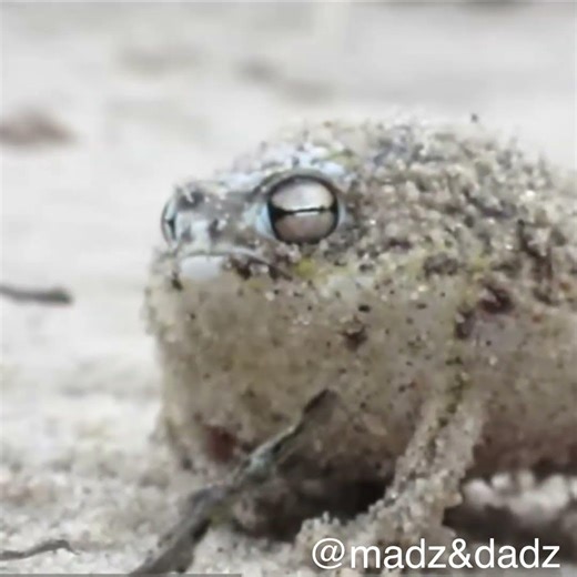 The Worlds cutest (angry) Frog #viral #youtubeshorts #funny #cute #nature #shorts #subscribe ￼