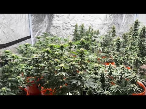 Another update on the girls week 6 of flowering