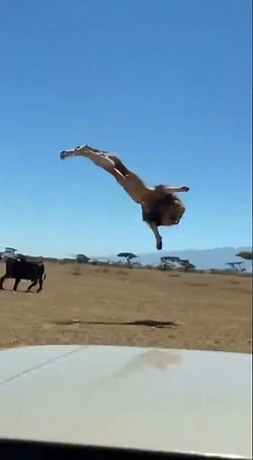Lion ATTACKS Tourist - Buffalo HORNS It Sky High! 🐃 관광객구출 🐃 救出 #viral #buffalo #rescue