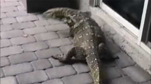7-foot, 150-pound lizard is terrorizing Florida family