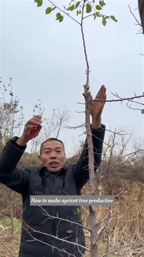 🌳 How to Prune an Apricot Tree for quick Fruit#satisfying #pruning #gardening #shorts