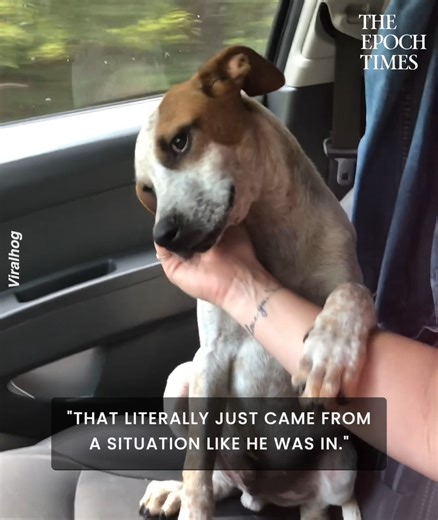 Dogs are so affectionate! 💖💖 Credit: ViralHog | Bright