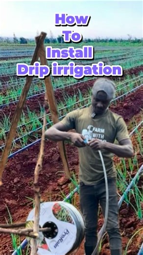 Farm with Fred on Instagram: "Setting drip irrigation"