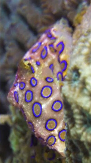 Blue ring Octopus Changing color