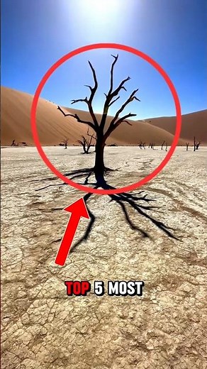 Top 5 Most Dangerous TREES In The World‼️