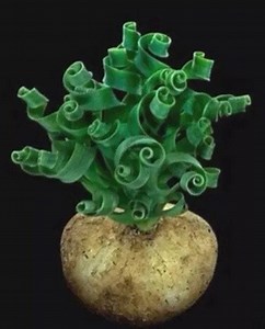 Rare Succulent: Imported Succulent Ornithogalumconcodianum Wider Leaves Spiral Grass Live Plant Houseplant (BULB ONLY) - Etsy