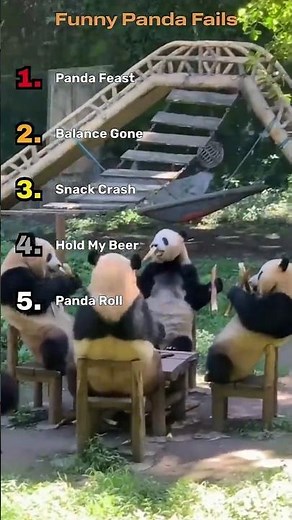 TOP 5 Funny Panda Fails 🐼