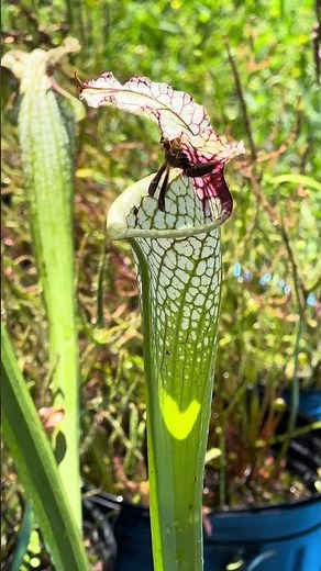 Wasp and pitcher plant!