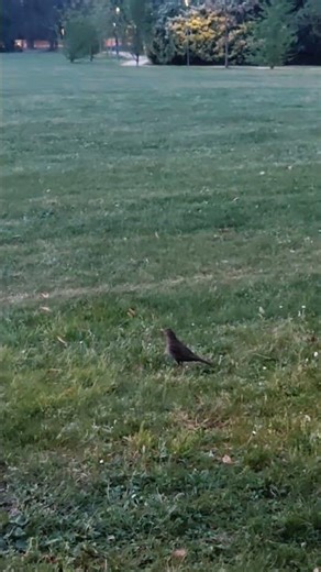 Relaxing White Noise with Birds Singing 🌿🐦