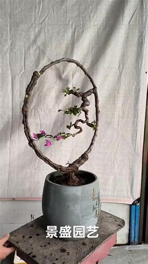Nghệ thuật cây cảnh Bonsai đẹp