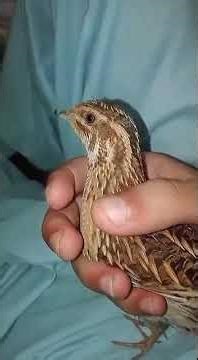 quail calling in hand