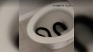Arizona homeowner surprised to find snake in toilet