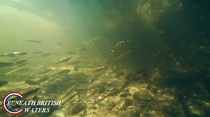 The humble minnow. One thing for certain is there has been a massive explosion of minnows this year locally to me, literally thousands where ever i go on the river in huge numbers. Be leaving the maggots at home on the 16th June 😅 #freshwaterfish #minnows #underwaterphotography #rivers | Beneath British Waters