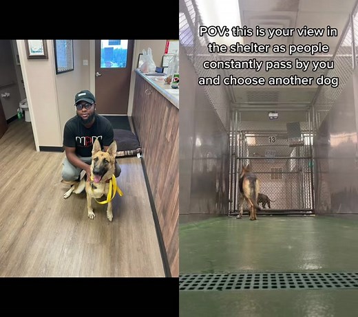 #duet with @fayetteanimalshelter #greenscreen RUE GOT ADOPTED❤️