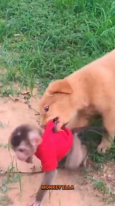 Watch! Adorable Puppy Tries To Play With Cute Monkey Ella 😁😆🐒 #monkey #cutemonkey #animals #pet #animallover #wildlife #babymonkey #reelstrending #newbornbaby #cuteanimals #reelsfacebook | Baby Monkey Life