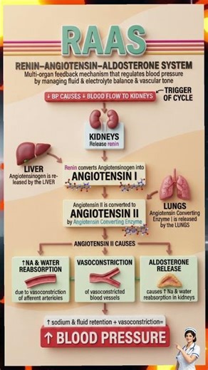 Renin Angiotensin Aldosterone System (RAAS) | One Shot RevisionShorts#NursingExam#NCLEX#AIIMS#NEETPG