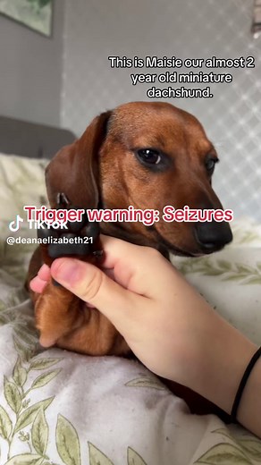 Managing Dog Seizures: A Dachshund's Journey