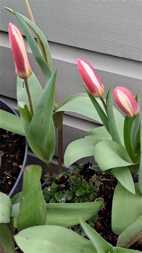 These tulips prove winter's finally over #garden #spring #flowers