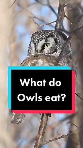 What Do Owls Eat? Discover Their Diet