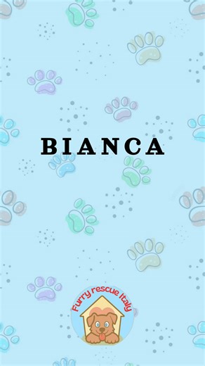 furryrescueitaly on Instagram: "BIANCA 💙 Looking for foster or adoption across Europe and UK - Born: December 2017 - Sex: Female - Size: Medium (approx 20 kg) - Breed: Labrador mix - Personality: sweet, affectionate and sociable - Good with: people, children, dogs Hi everyone! Let me introduce myself: my name is Bianca. I am a very sweet, gentle and calm little dog. My life has not been easy: I was found skin and bones in Calabria, in Southern Italy, by a volunteer who didn’t turn away. Thanks