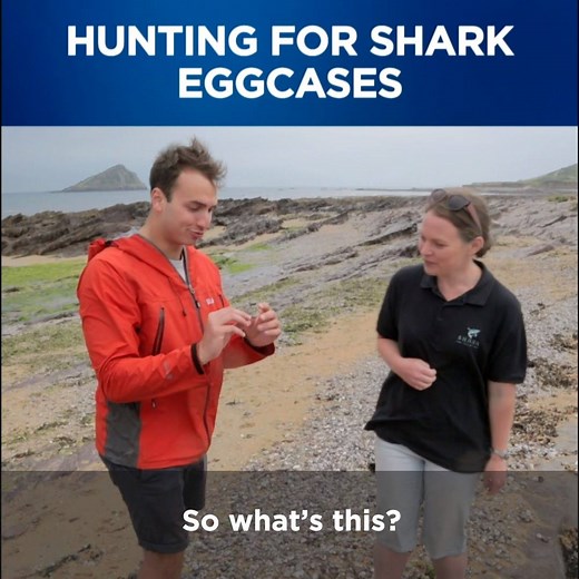 Wow, who knew it was so simple to find shark egg cases on UK beaches? 🥚 Get out there and join The Great Eggcase Hunt with this link. https://www.sharktrust.org/en/great_eggcase_hunt | Discovery Channel UK