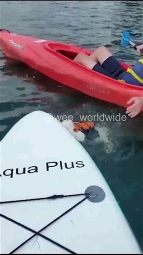 #wee #failed #memes #SUBSCRIBE for daily updates! #Shorts