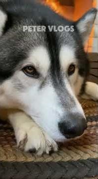 Saving a Lynx: A Mother's Plea #lynx #rescue #animals #nature #hero