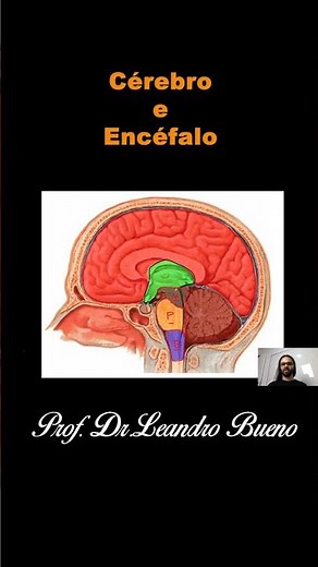 Cérebro e Encéfalo - Anatomia - Anatomia Humana