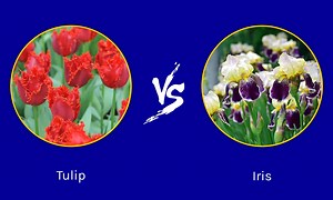 Tulip vs. Iris: Springtime Beauties Worth Exploring