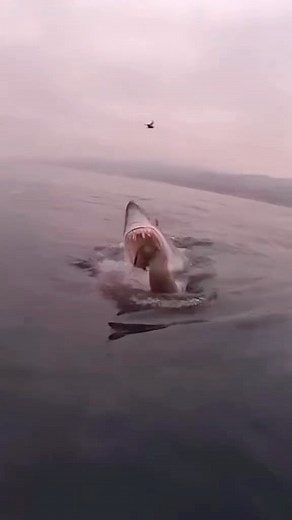 8.6K views · 1.7K reactions | Mako Attack slow motion! 麗 —————— Video: @fishingsecrets101 #shark #greatwhiteshark #whiteshark #makoshark #sharkattack #reels | Shark Lovers | Facebook