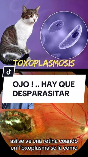 Toxoplasmosis Retinal: How to Protect Your Pets' Health