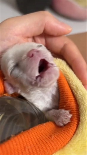 🐶 Puppy Sounds For Puppies 🥹❤️ | Cute Puppy Sounds | SOUNDS ON 🔊