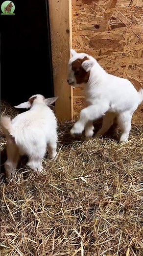 🐐😍 Cutest Baby Goat Ever! ❤️🐐 | So Adorable! ✨