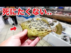 When I put a thin fish I bought at the supermarket into an aquarium...