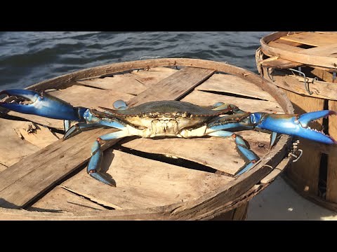 Maryland crabbing , monsters on the trot line 2015